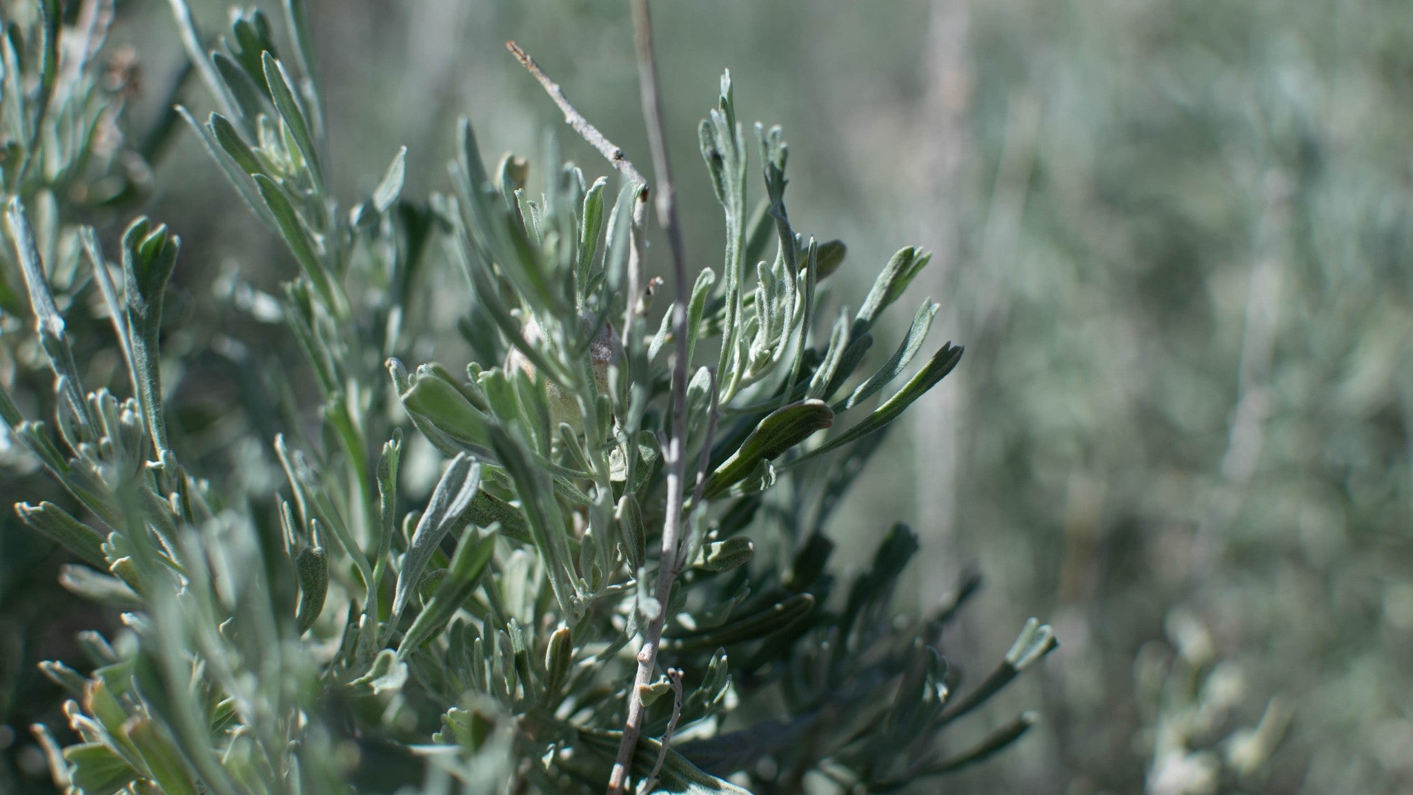 desert sage