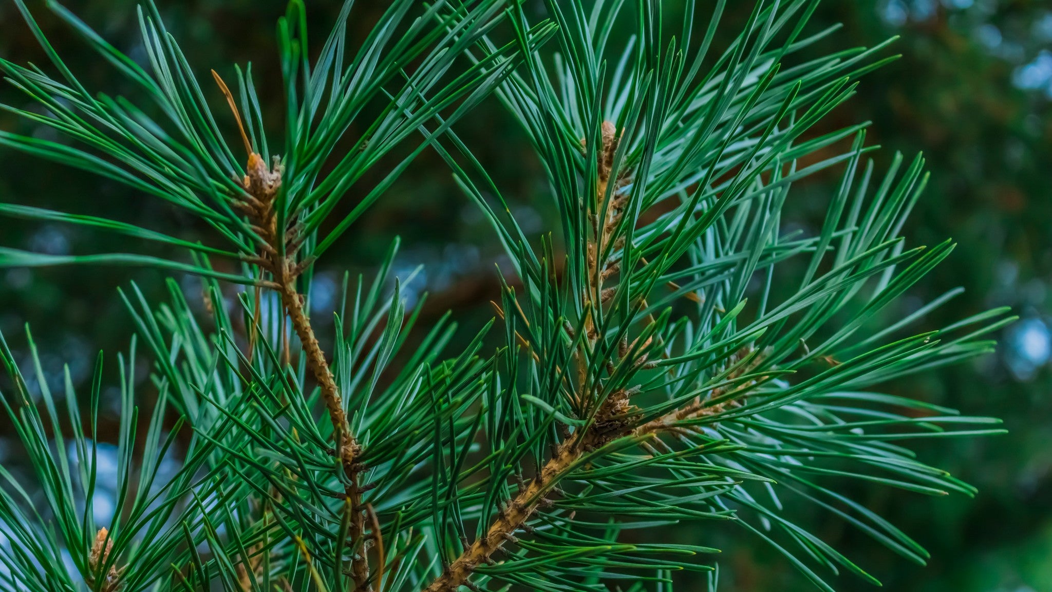 pine branch