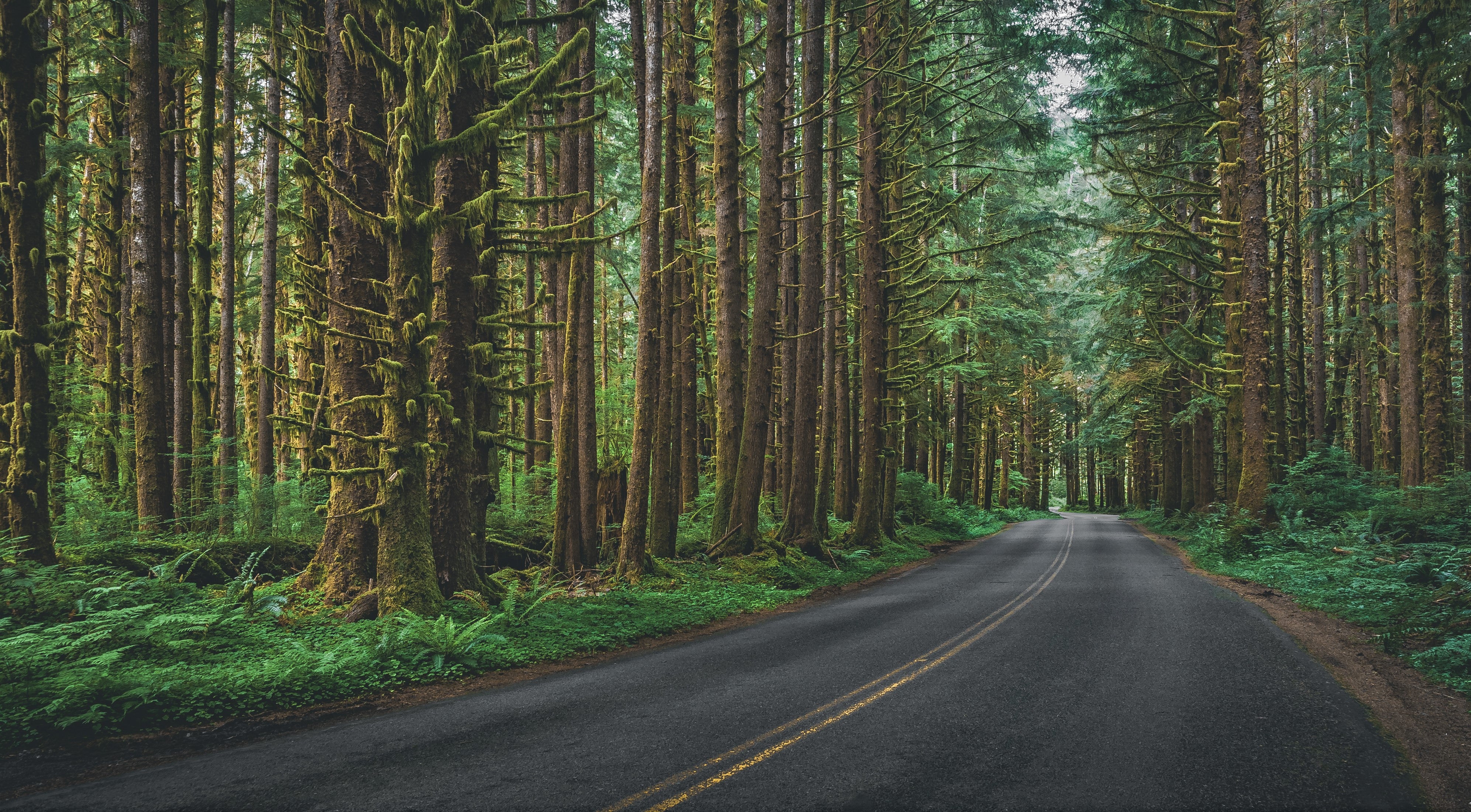 Tree lined road in the Pacific Northwest